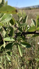 Pyrus spinosa