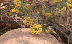 Phymaspermum athanasioides