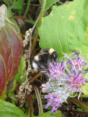 Bombus lucorum