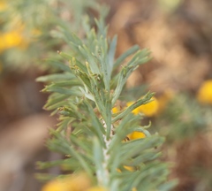 Phymaspermum athanasioides