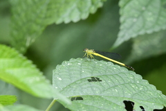 Ceriagrion fallax