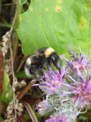 Bombus lucorum