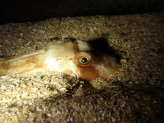 Chelidonichthys lucerna