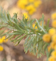 Phymaspermum athanasioides