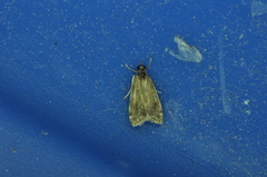 Scoparia basalis