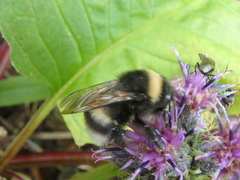 Bombus lucorum