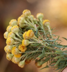 Phymaspermum athanasioides