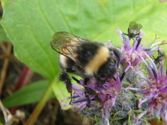 Bombus lucorum