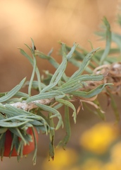 Phymaspermum athanasioides