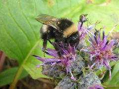 Bombus lucorum