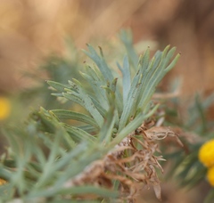 Phymaspermum athanasioides