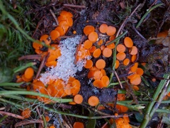 Byssonectria terrestris