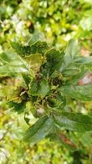 Dasineura crataegi
