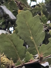 Quercus cerris