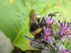 Bombus lucorum