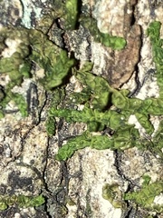 Porella platyphylla