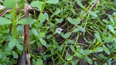 Bacopa monnieri