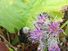 Bombus lucorum