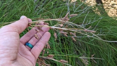 Fimbristylis castanea