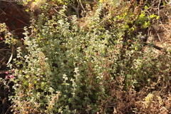 Zaluzianskya katharinae