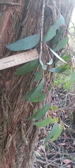 Eucalyptus capitellata
