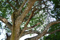 Ficus rumphii