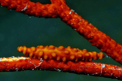 Aclyvolva lanceolata