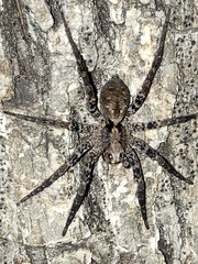 Tigrosa georgicola