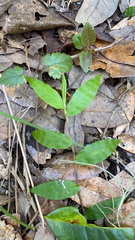 Oplismenus hirtellus