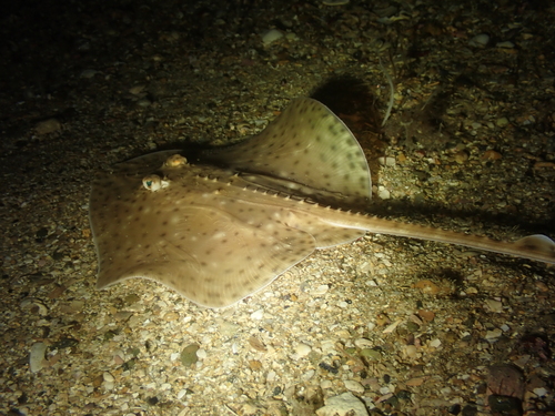Blonde ray (Raja brachyura) — Rajidae — 5