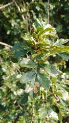 Dasineura crataegi