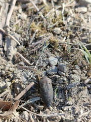 Capnodis tenebricosa