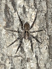 Tigrosa georgicola