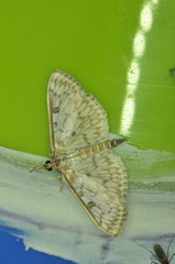 Herpetogramma aquilonalis