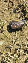 Unio elongatulus