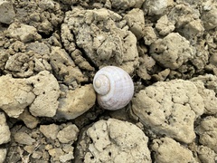 Pomacea canaliculata