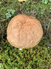 Hemileccinum