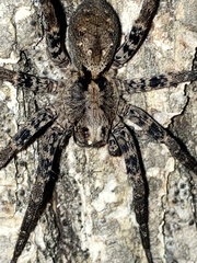 Tigrosa georgicola