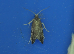 Olethreutinae