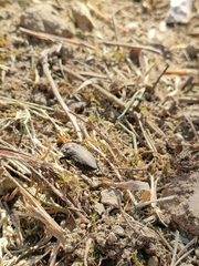 Capnodis tenebricosa