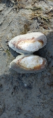 Unio elongatulus