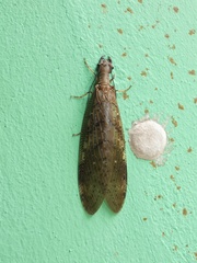 Corydalus peruvianus