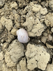 Pomacea canaliculata