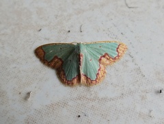 Chavarriella semiornata