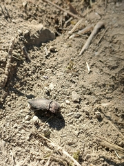Capnodis tenebricosa