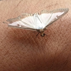 Cydalima