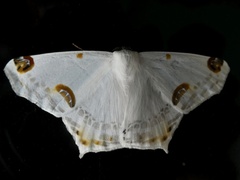 Sericoptera mahometaria