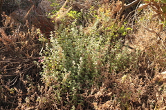 Zaluzianskya katharinae