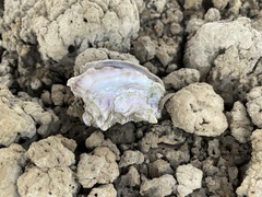 Ostreidae