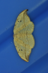 Drepana arcuata